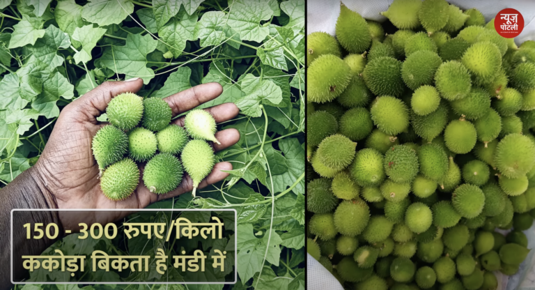 कंटोला